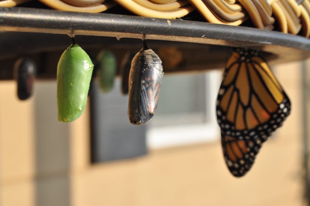 Butterfly cocoons in different stages of maturation.